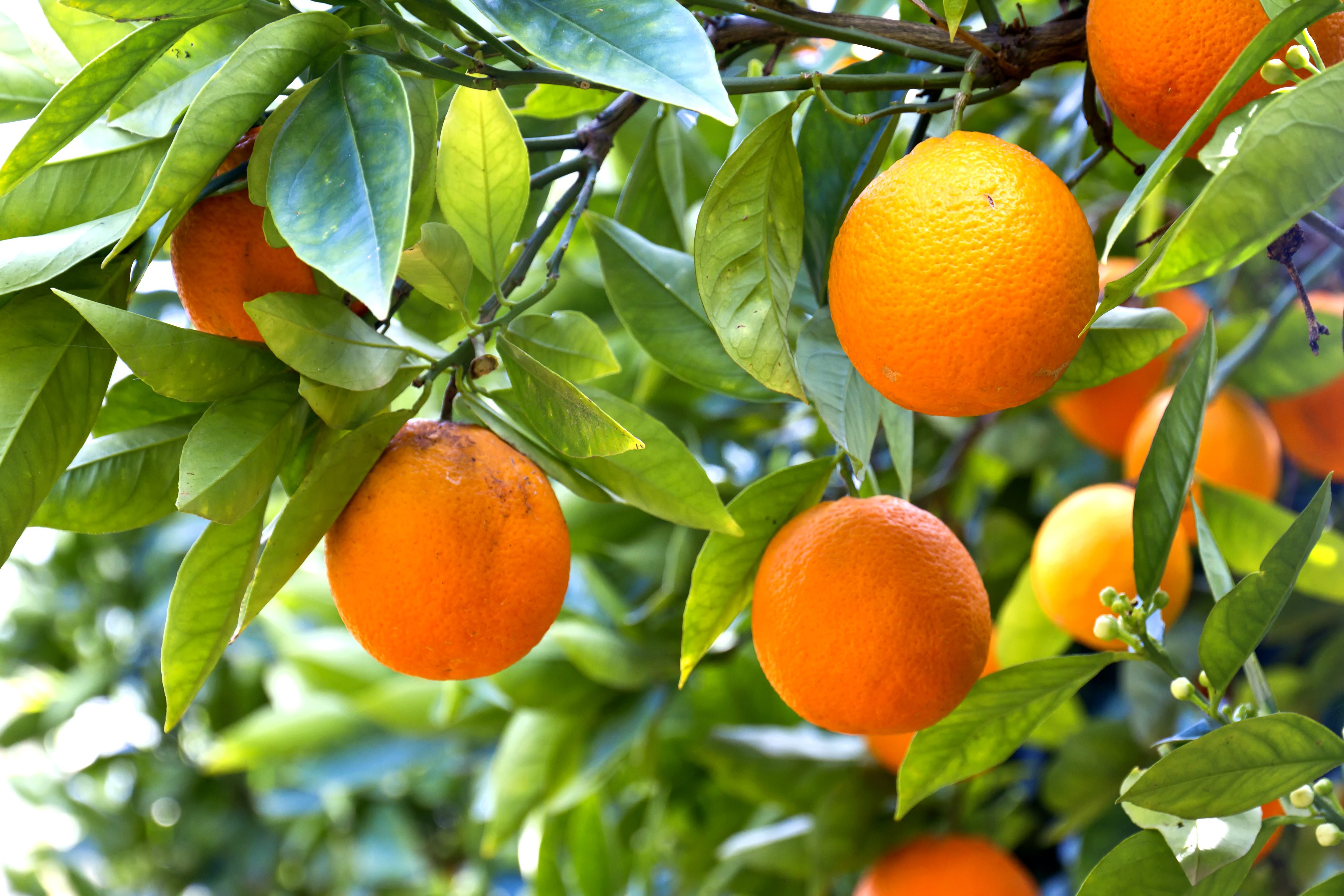 Soul Fruit