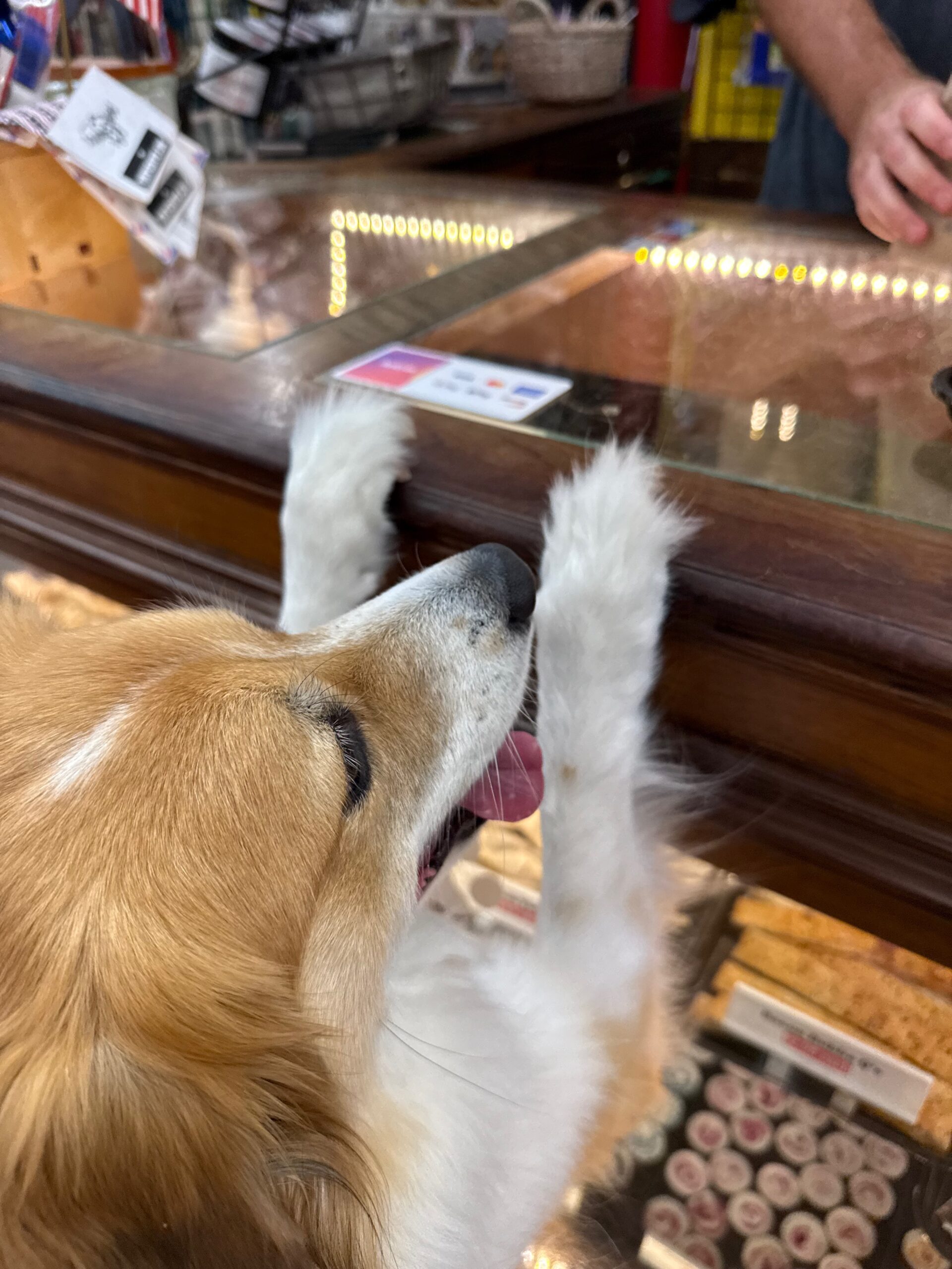 Lucy the dog picking out treats at the dog bakery in town